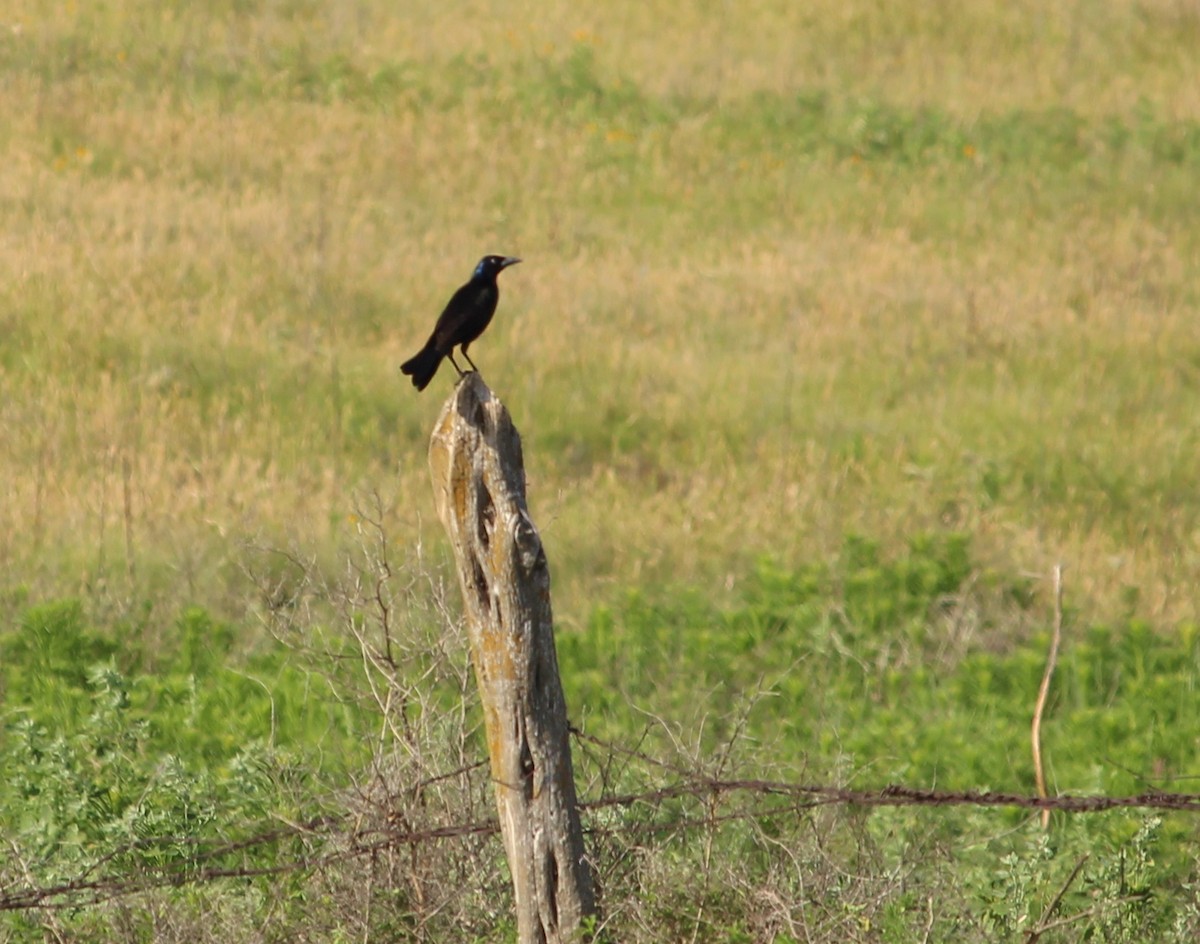 Great-tailed Grackle - ML30159741