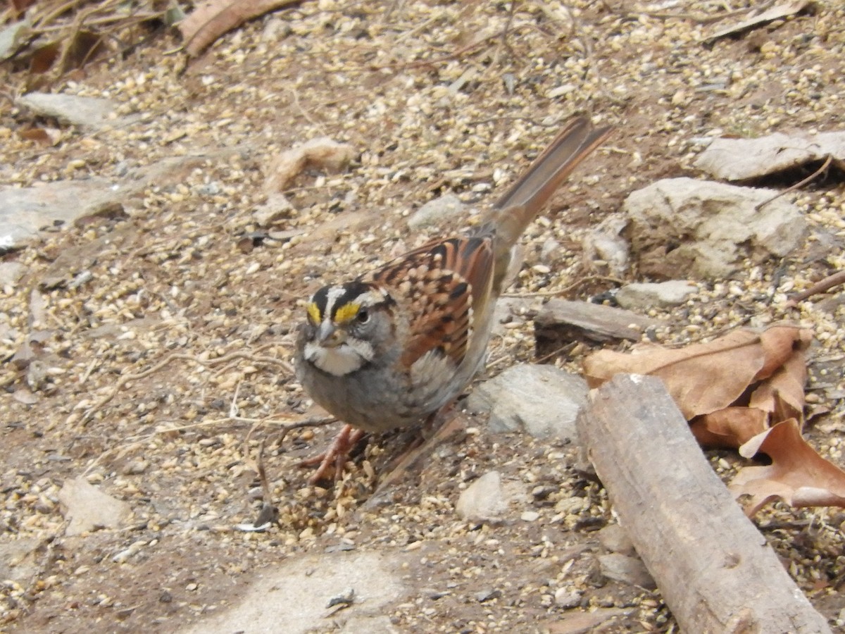 White-throated Sparrow - Laura B