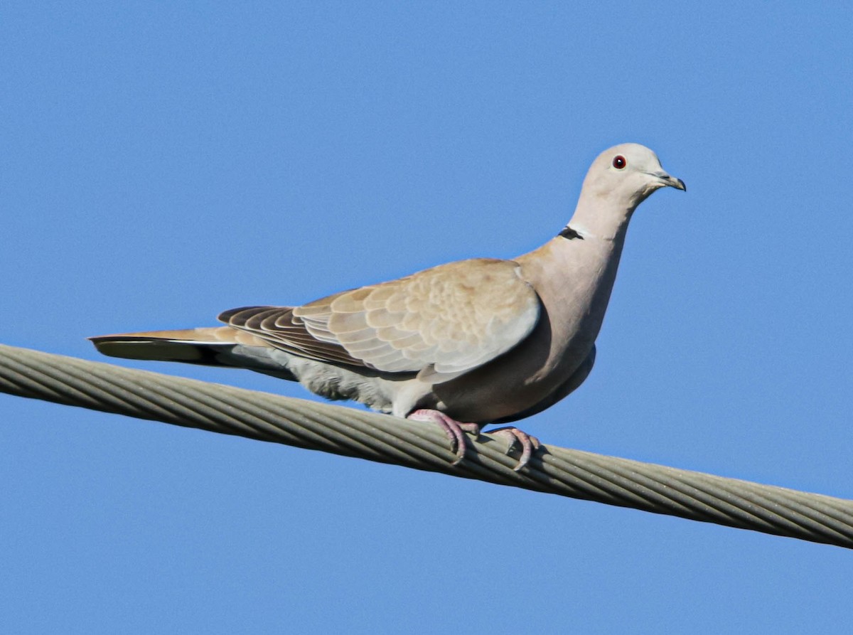 Eurasian Collared-Dove - ML301600291