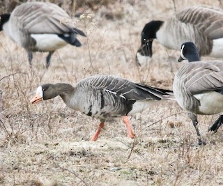 Greater White-fronted Goose, ML301602221