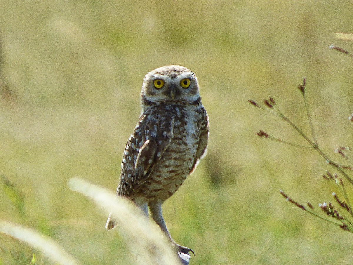 Burrowing Owl - ML301602601