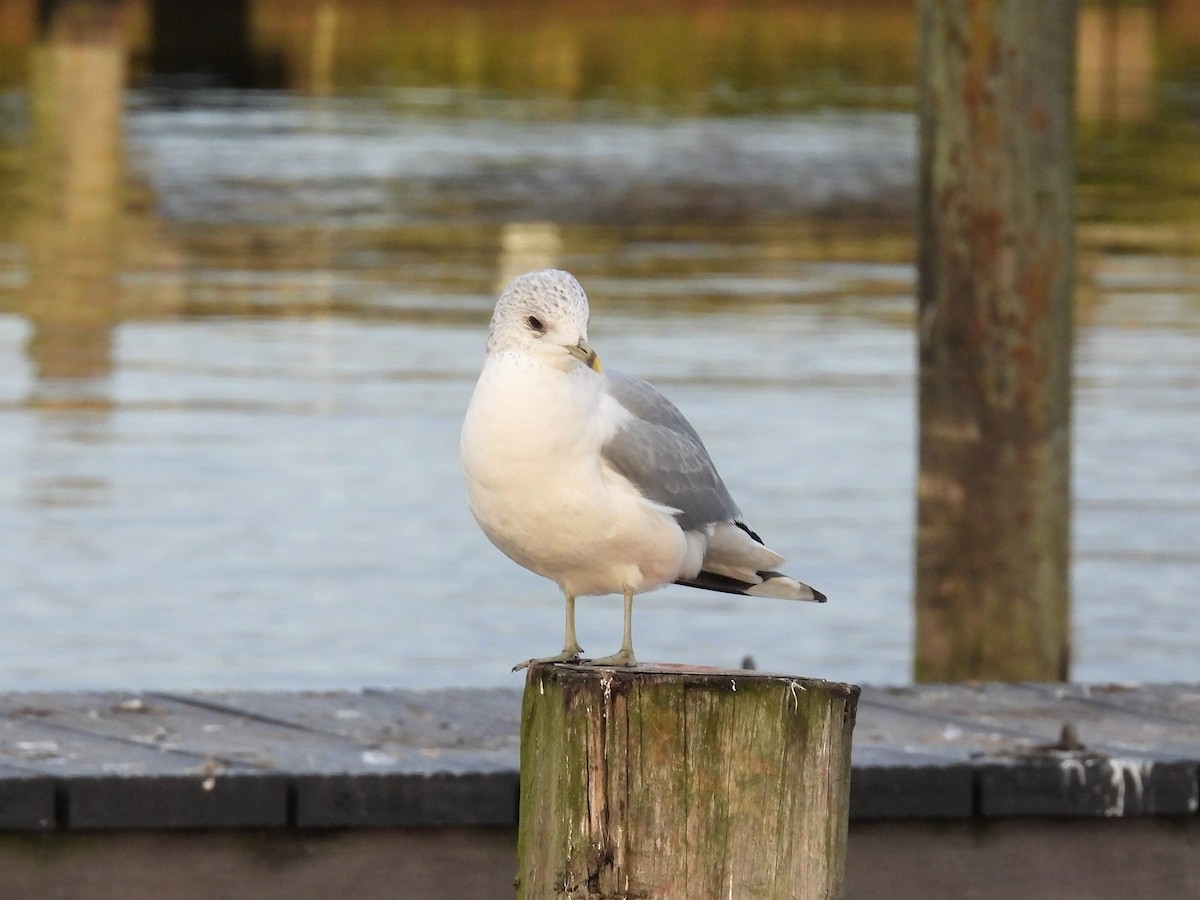 Common Gull (European) - Joren van Schie