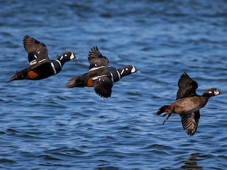  - Harlequin Duck