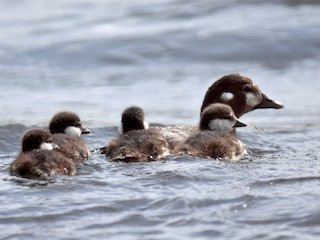  - Harlequin Duck