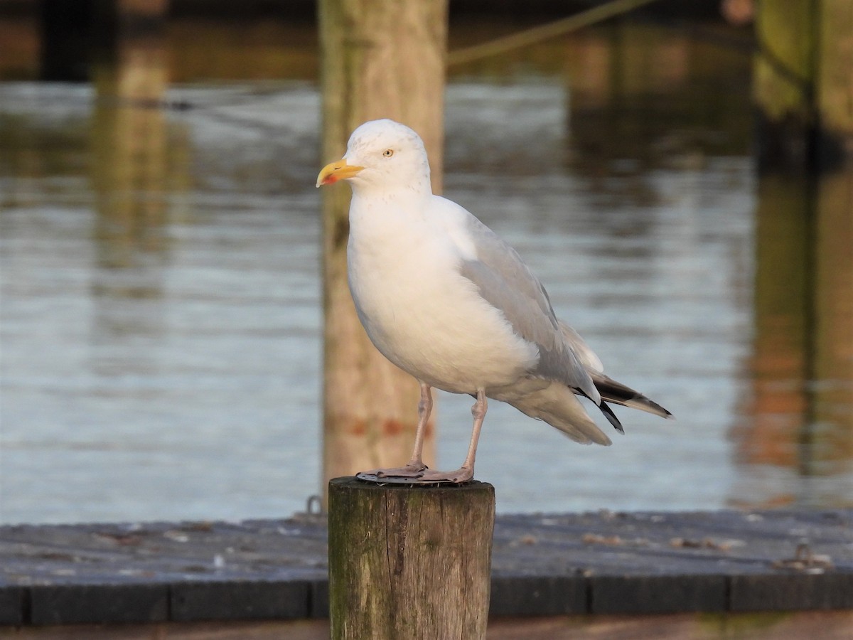 Herring Gull (European) - Joren van Schie