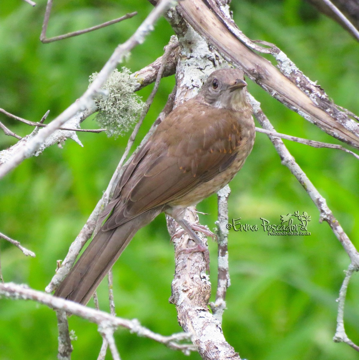 Pale-breasted Thrush - ML30160911