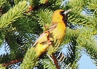 Orchard Oriole - ML30161111
