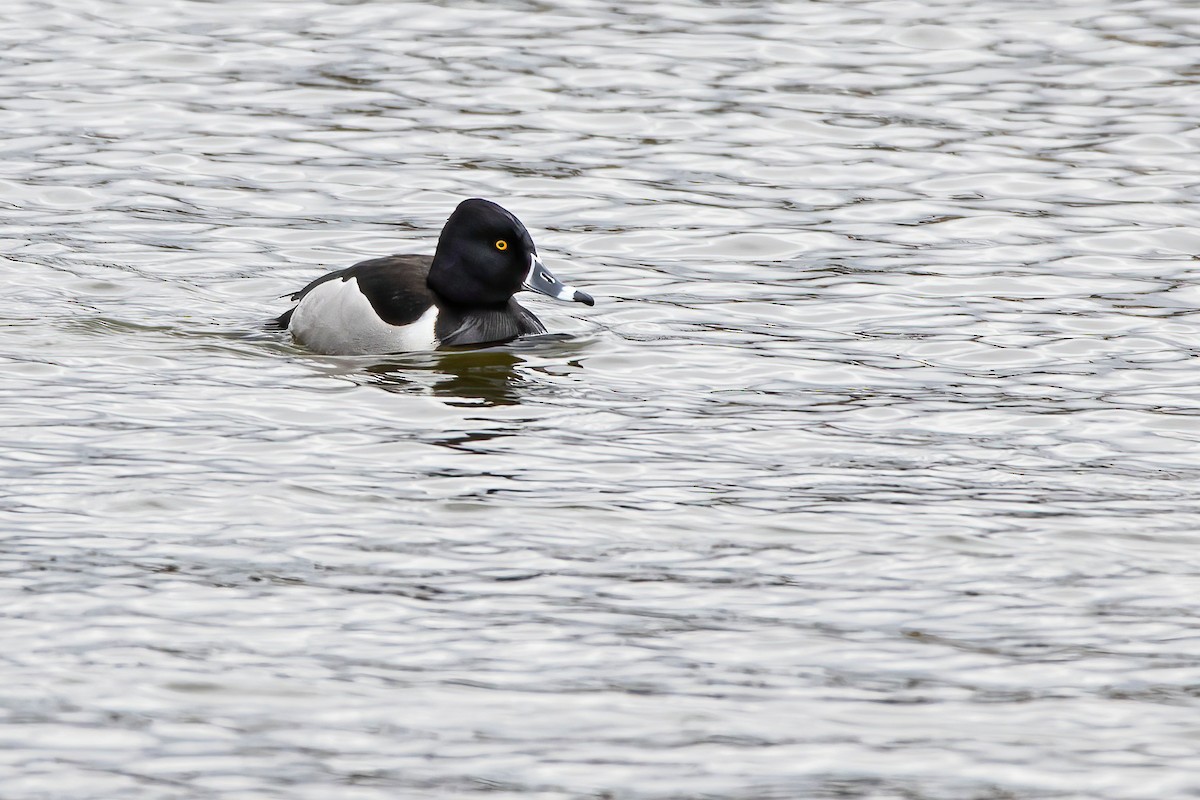 Ring-necked Duck - ML301612261
