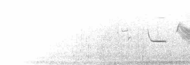 Long-tailed Meadowlark - ML301614