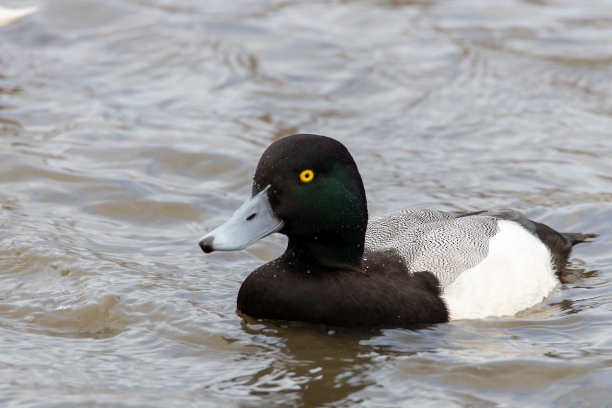 Greater Scaup - ML301614451