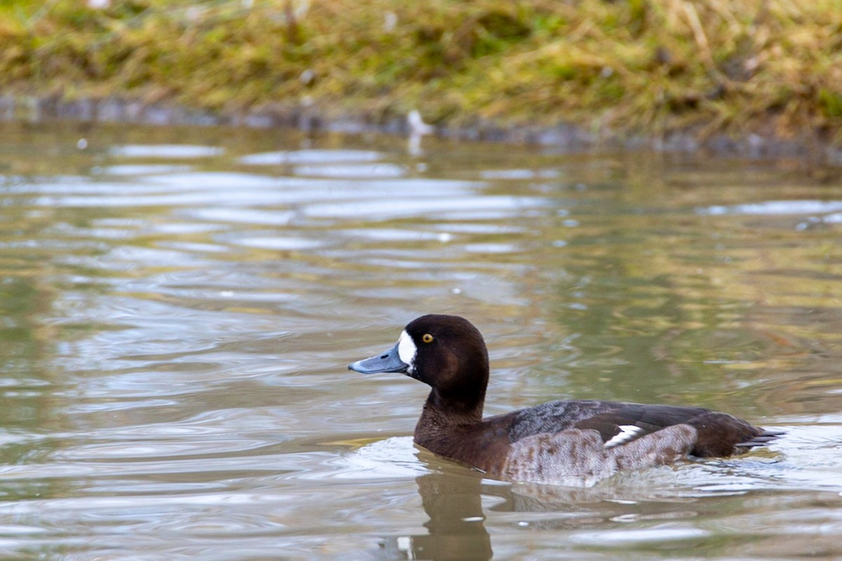 Greater Scaup - ML301614501