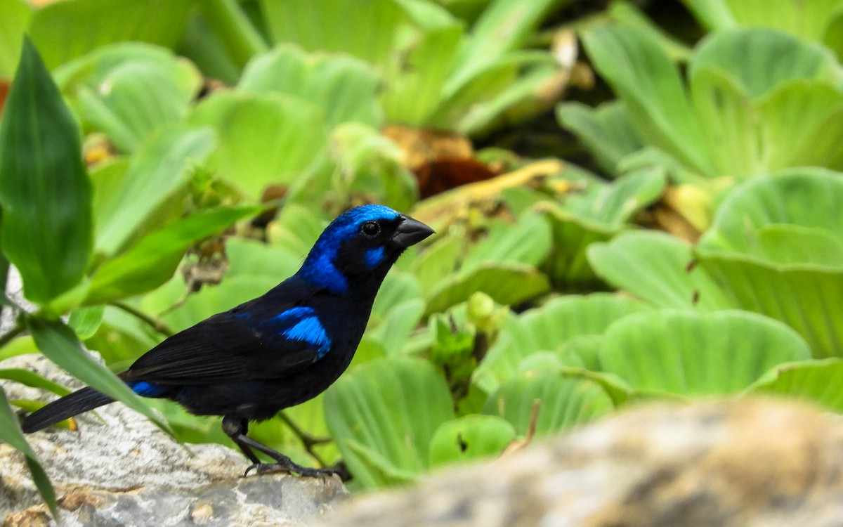 Blue Bunting (Middle America) - ML301616761