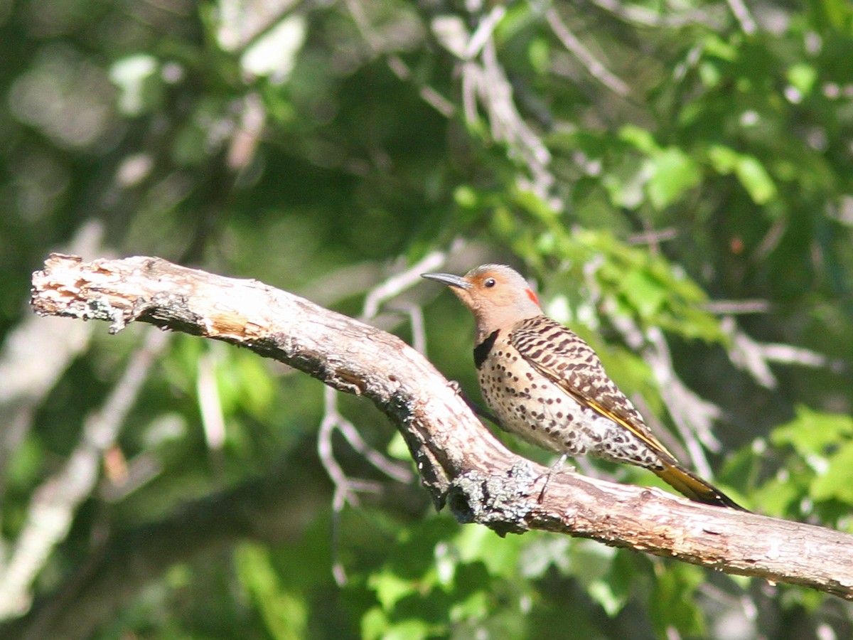 Northern Flicker (Yellow-shafted) - ML30161701