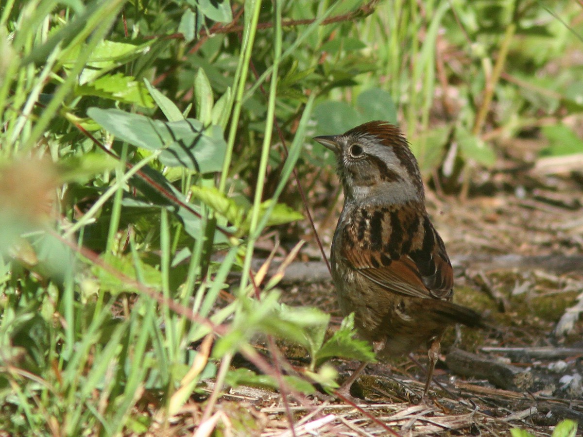 Swamp Sparrow - ML30161711