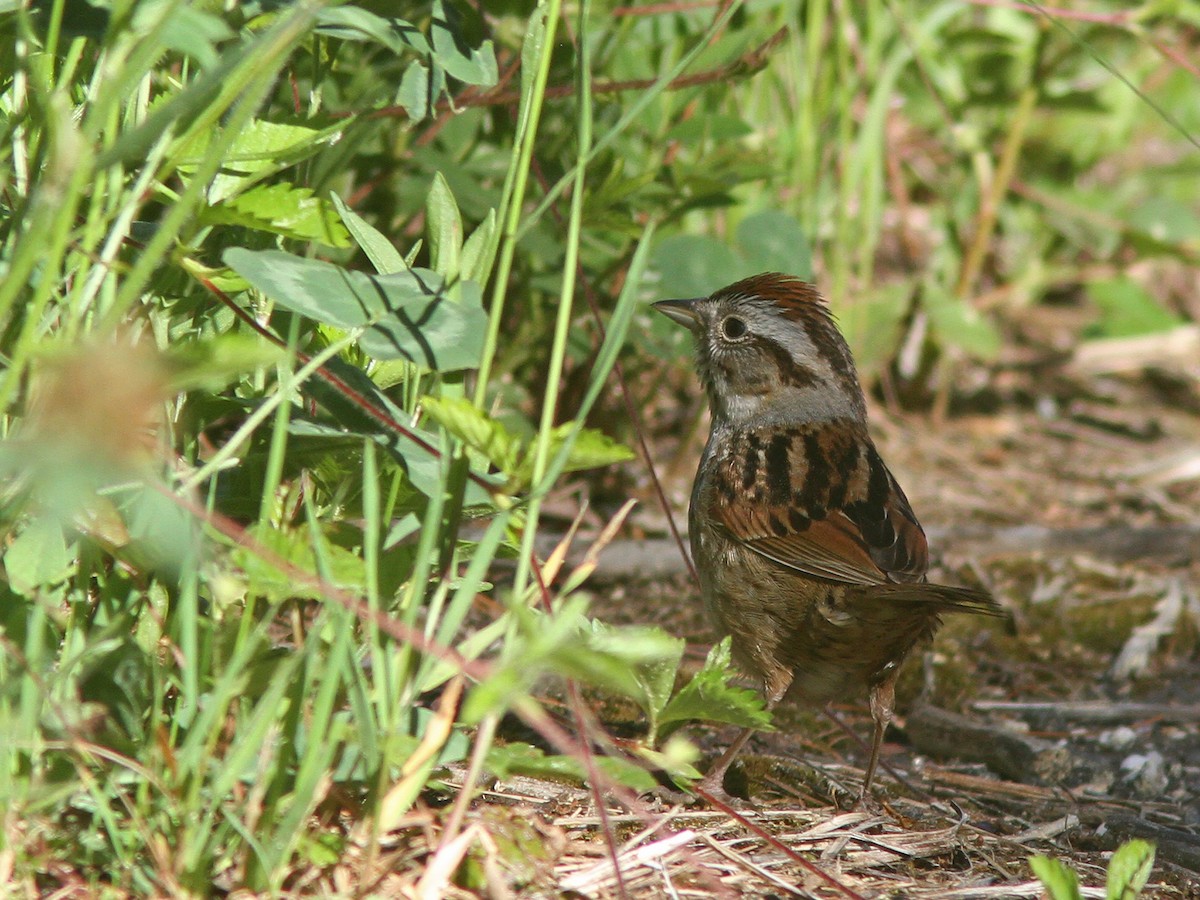 Swamp Sparrow - ML30161721