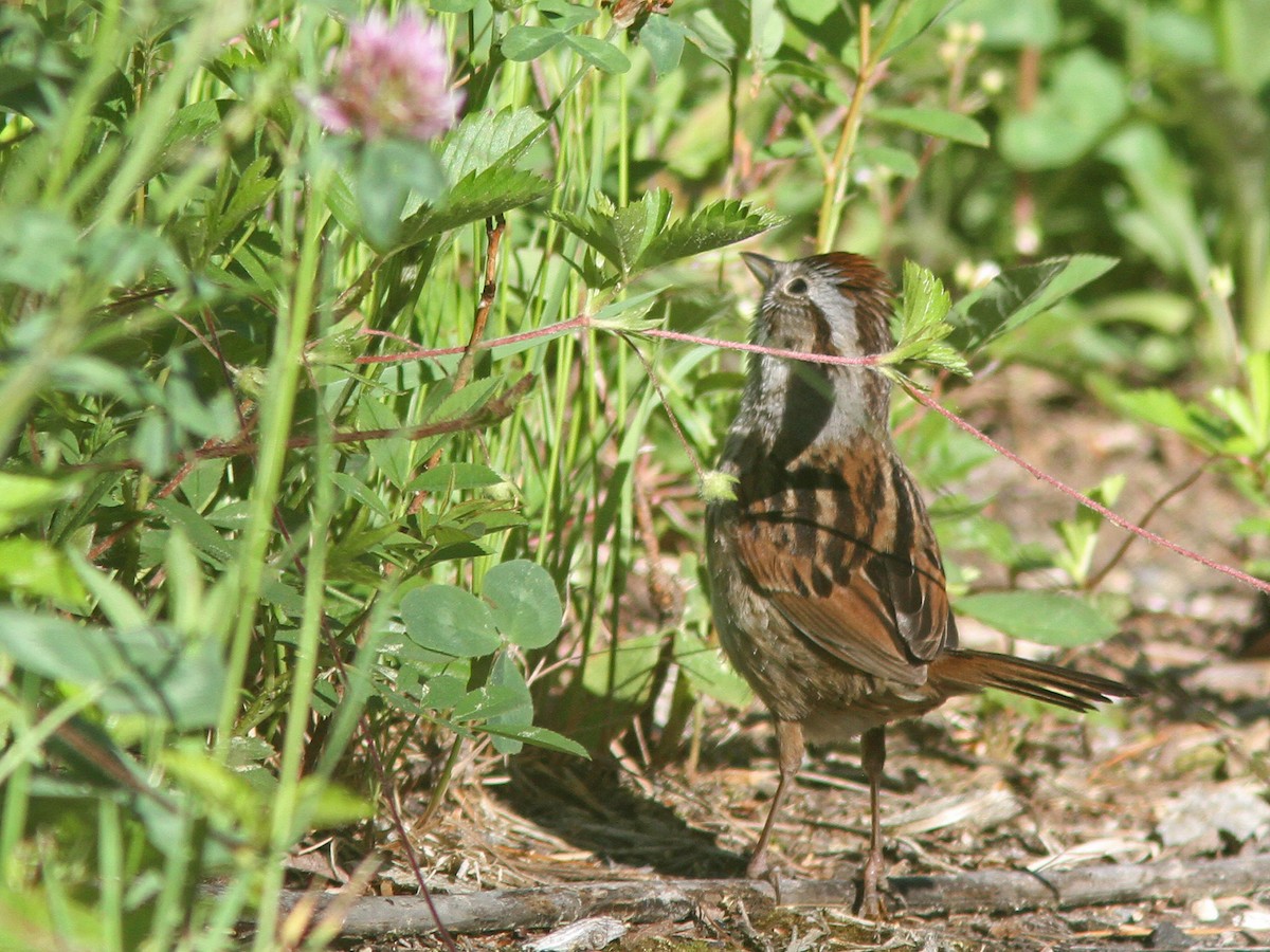 Swamp Sparrow - Larry Therrien