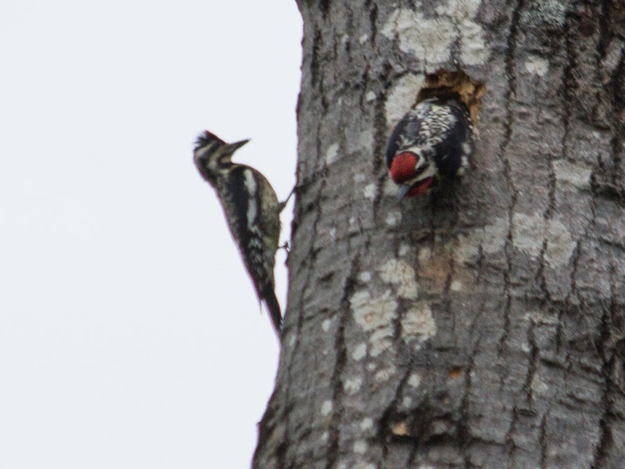 Yellow-bellied Sapsucker - Lucie Brossard COHL