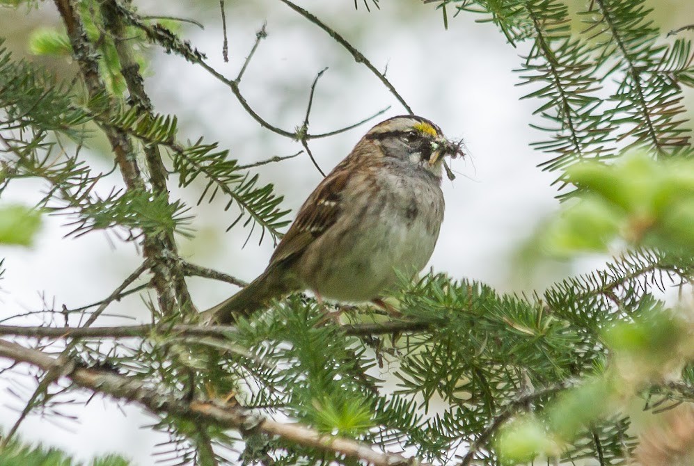 White-throated Sparrow - Lucie Brossard COHL