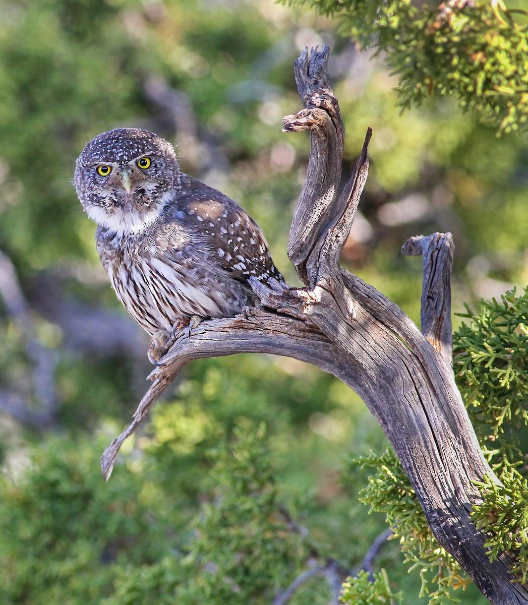 Northern Pygmy-Owl (Rocky Mts.) - ML301627471