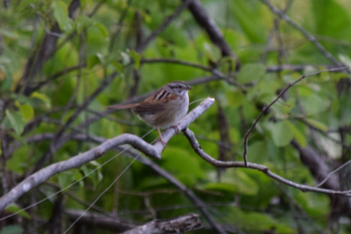 Swamp Sparrow - ML301636761