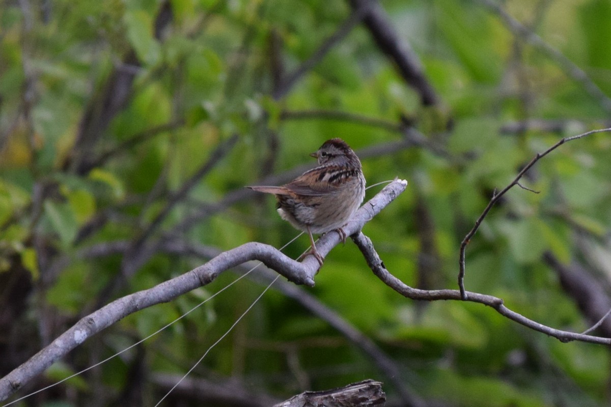 Swamp Sparrow - ML301636771