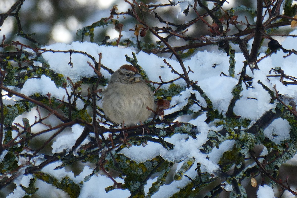 Rufous-crowned Sparrow - ML301639211