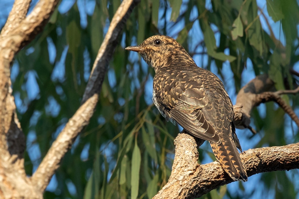 Brush Cuckoo (Australasian) - David Irving