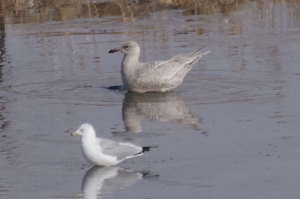 Herring x Glaucous-winged Gull (hybrid) - robert beauchamp