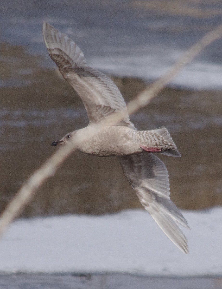 Herring x Glaucous-winged Gull (hybrid) - ML301641011