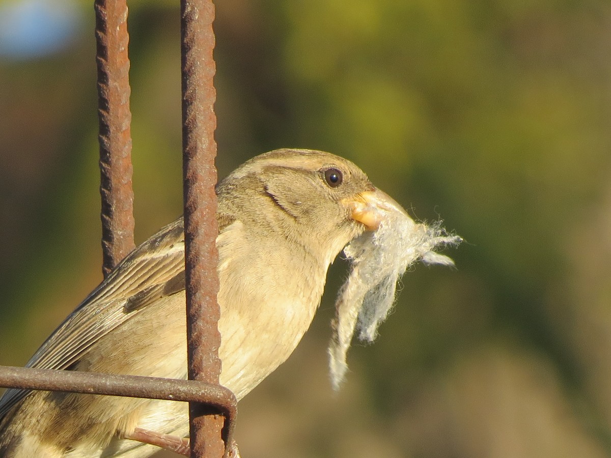 House Sparrow - Francisco Emilio Roldan Velasco Tuxtla Birding Club - Chiapas