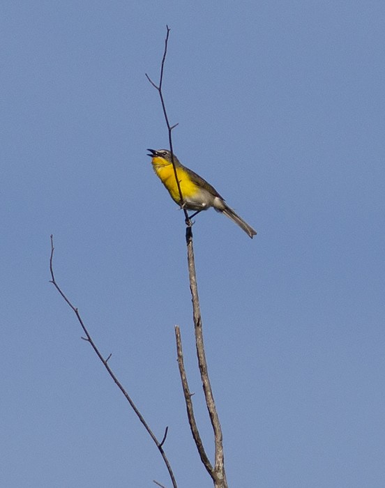 Yellow-breasted Chat - Martin Wall
