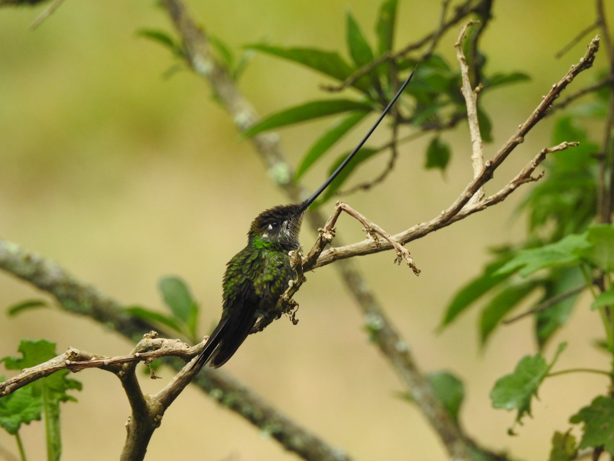 Sword-billed Hummingbird - ML301645451