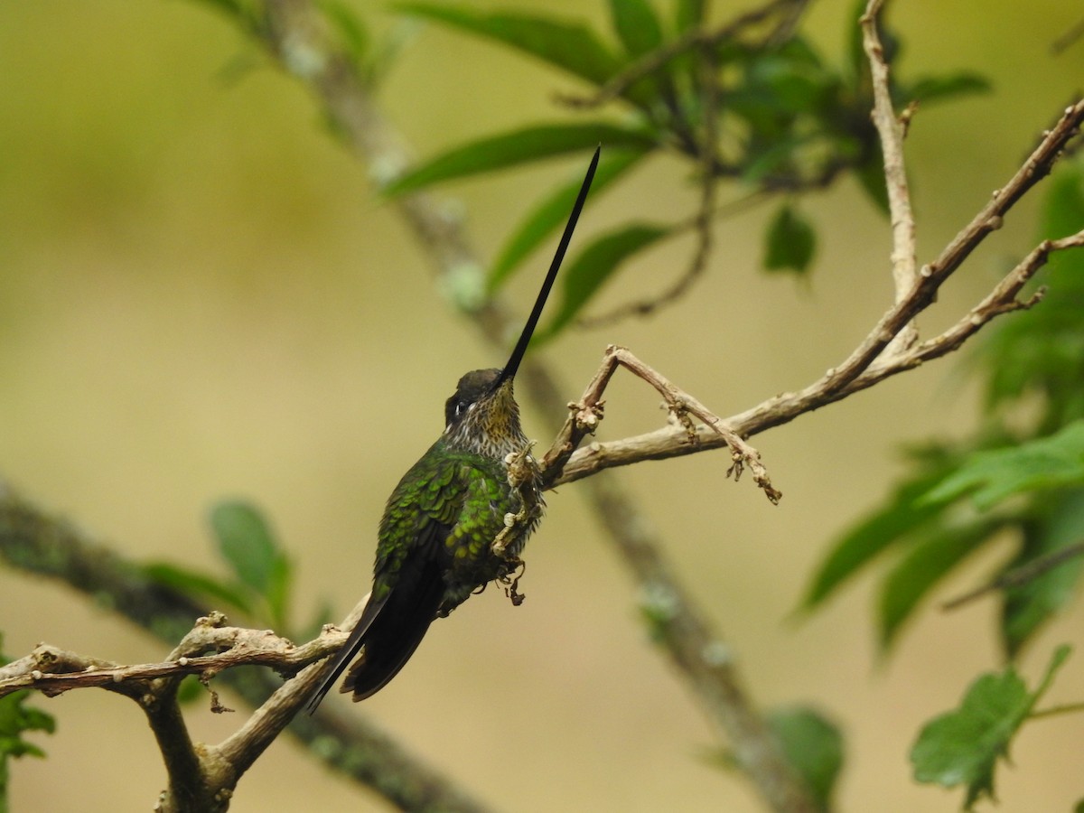 Sword-billed Hummingbird - Ibeth Alarcón