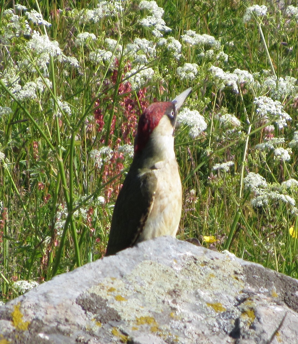 Eurasian Green Woodpecker - Brian M. Delaney