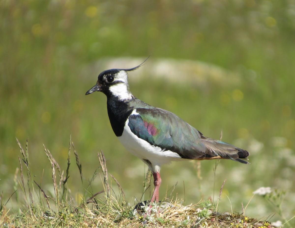 Northern Lapwing - Brian M. Delaney