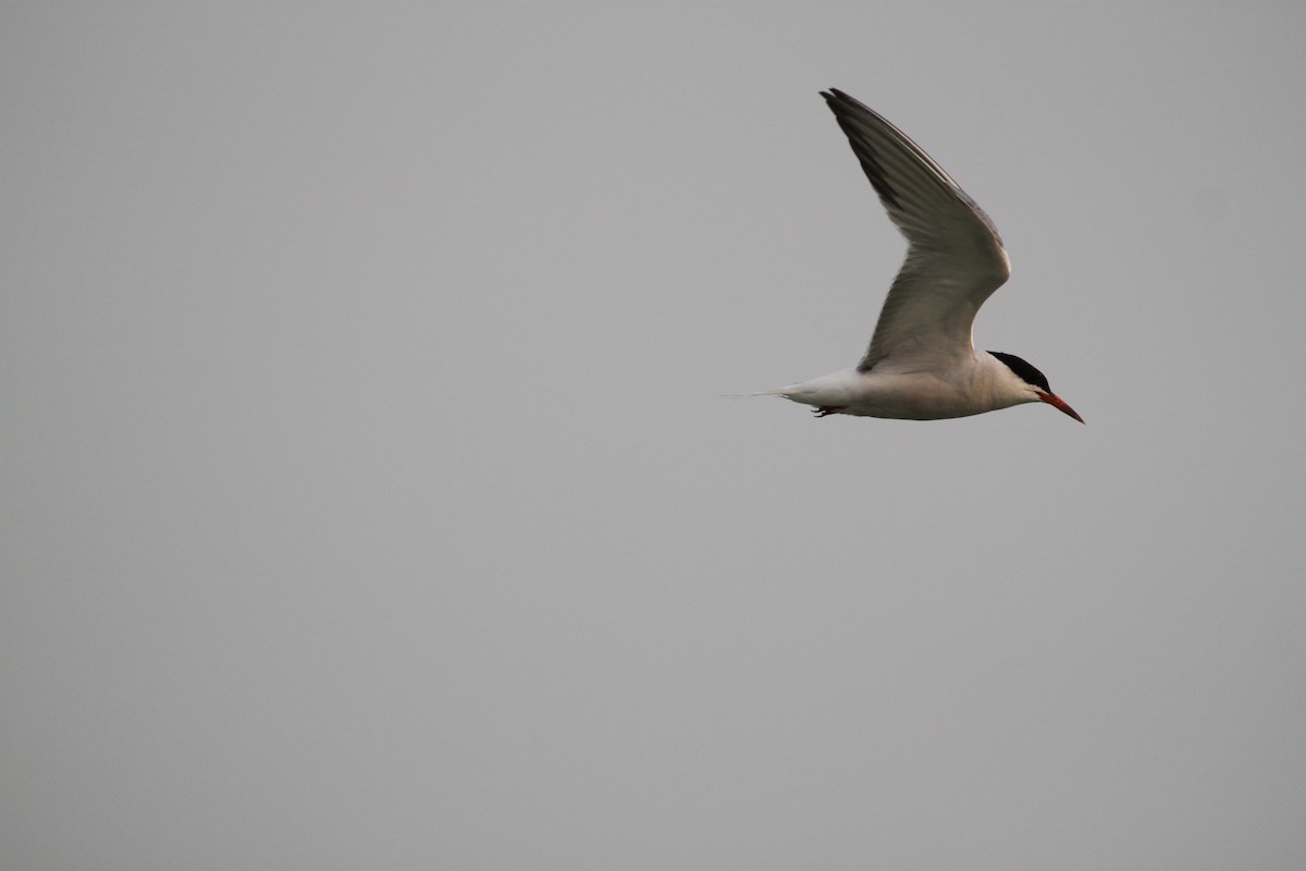 Common Tern - ML301649891