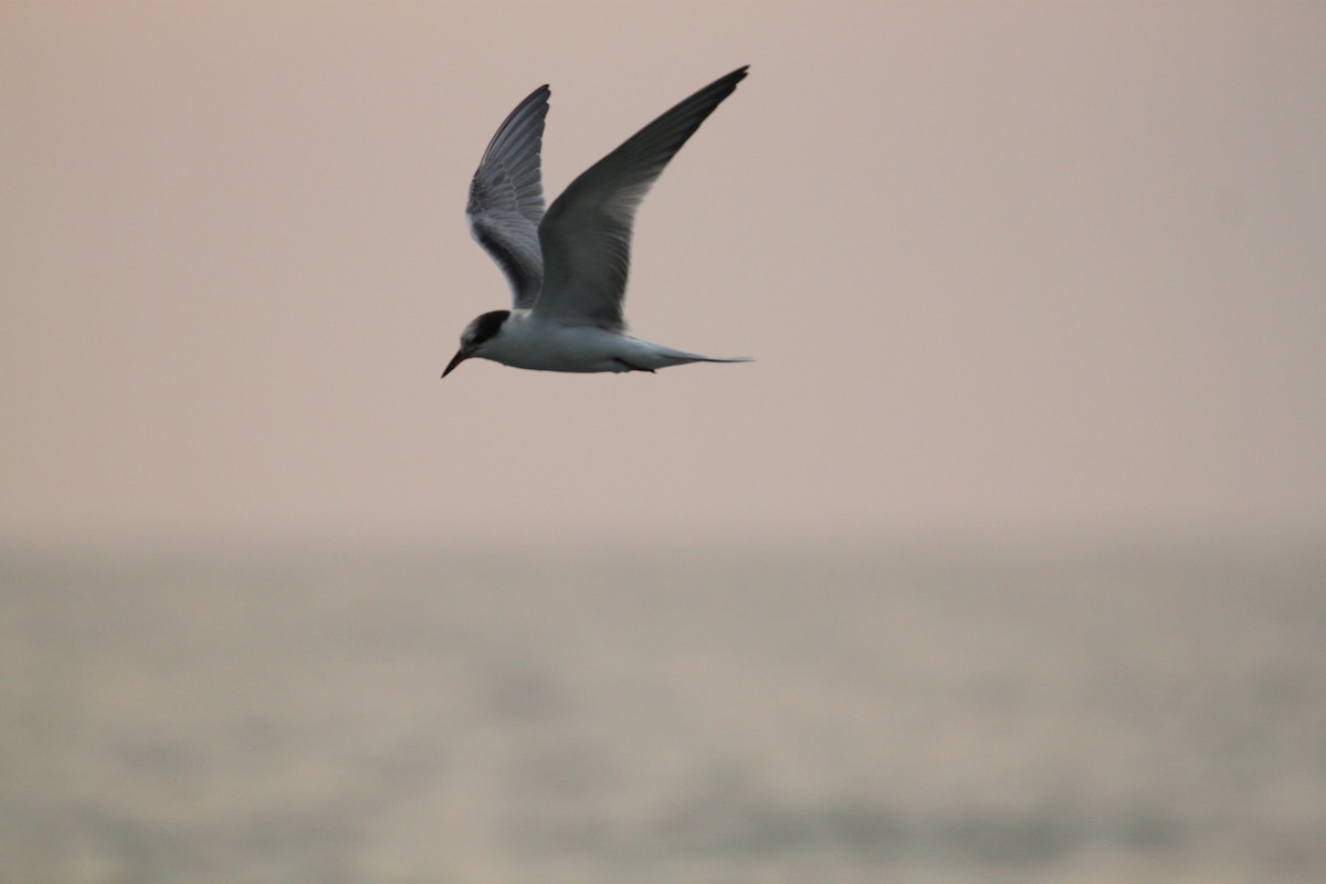Common Tern - ML301650611