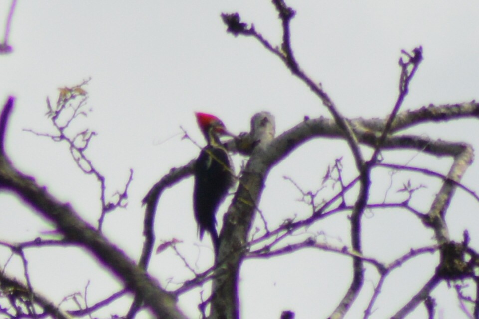 Lineated Woodpecker - Carlos Mancera (Tuxtla Birding Club)