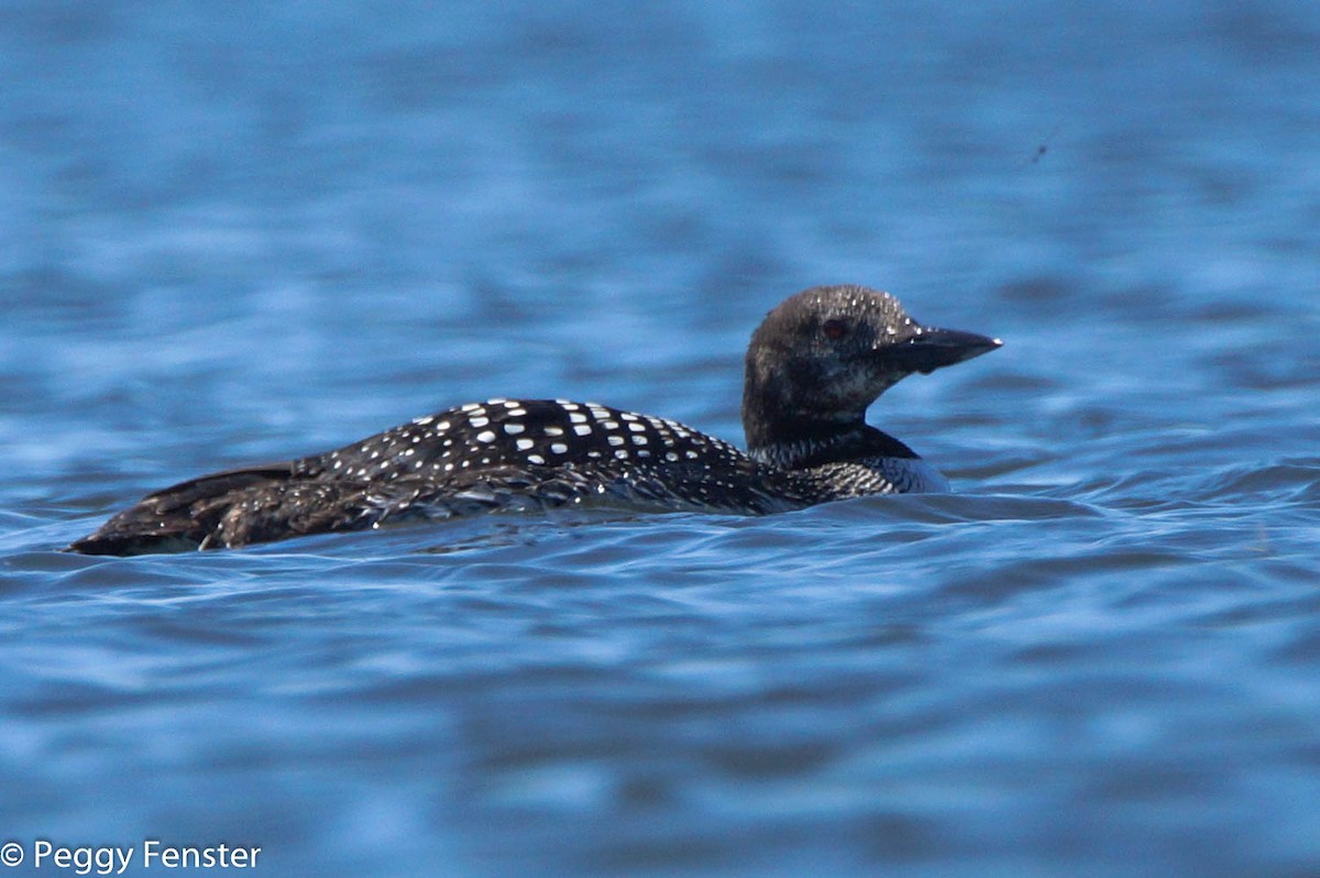 Common Loon - Peggy Fenster