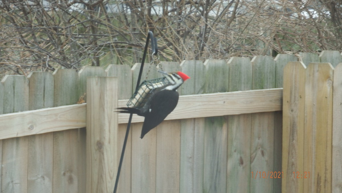 Pileated Woodpecker - ML301657911