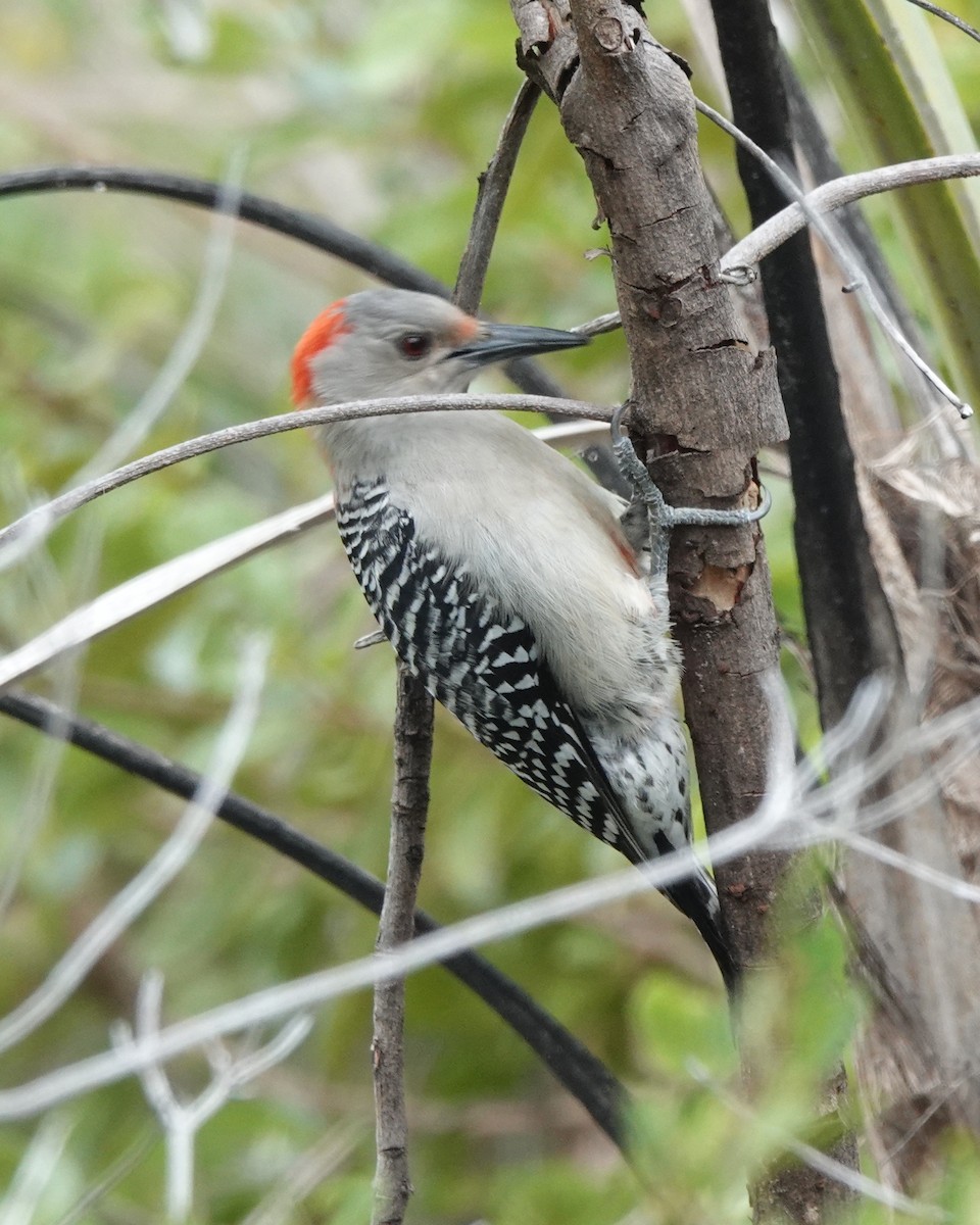 Red-bellied Woodpecker - ML301660311