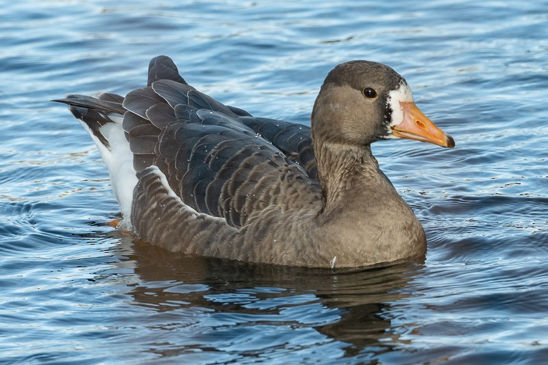Greater White-fronted Goose - ML301660641