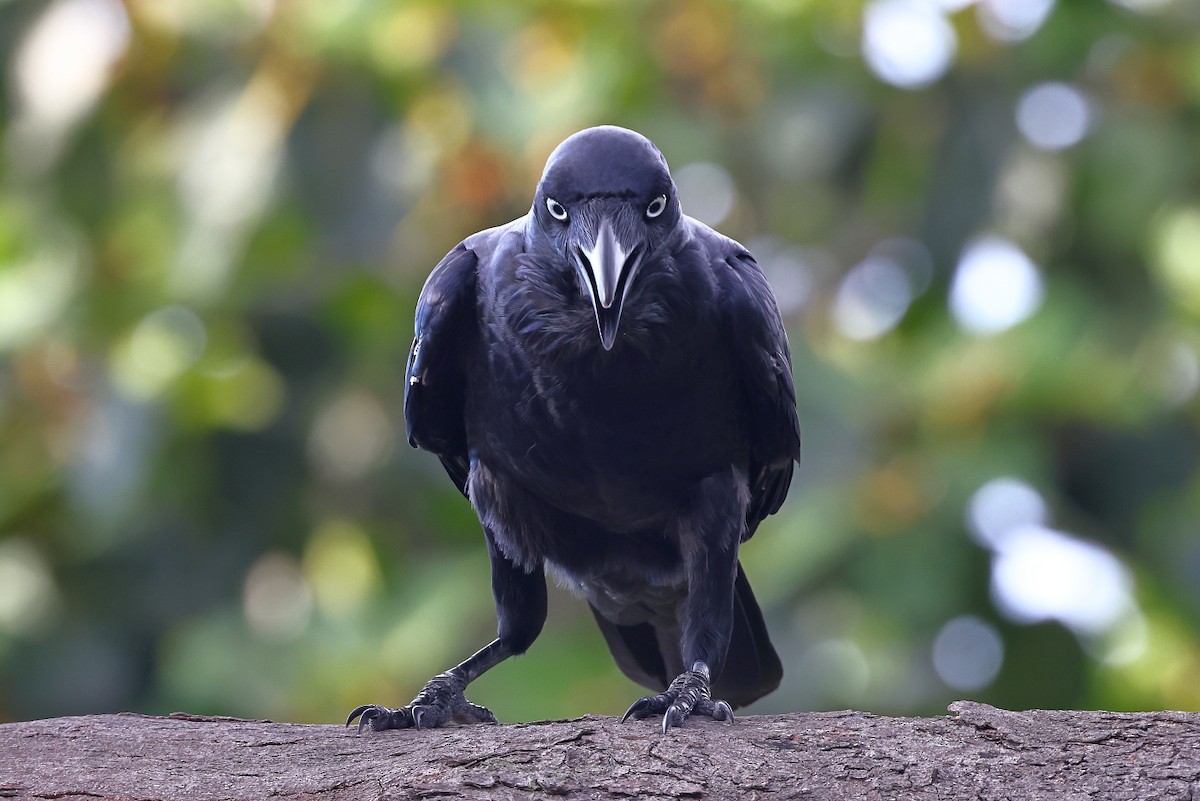 Australian Raven - ML301667111