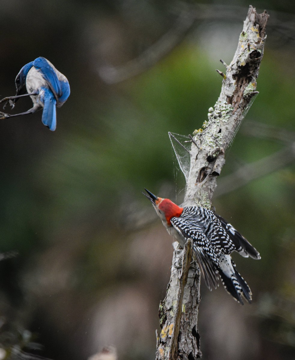 Red-bellied Woodpecker - ML301670061