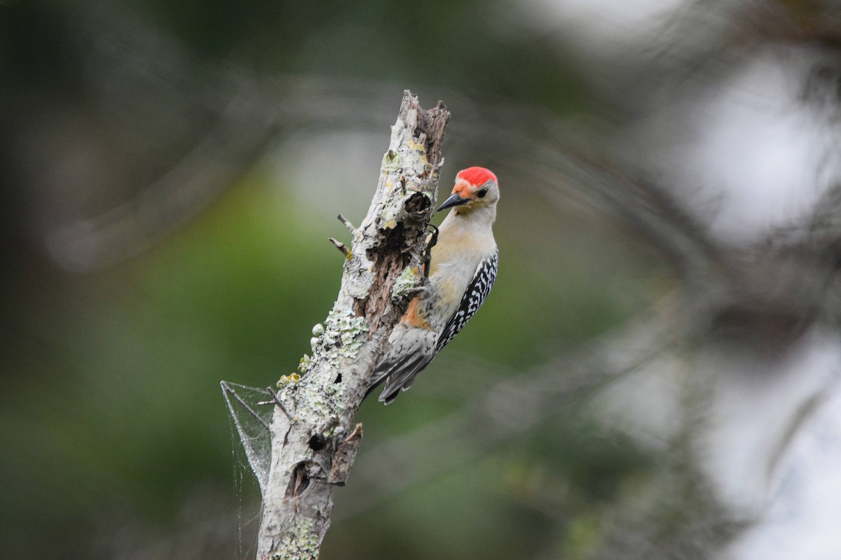 Red-bellied Woodpecker - ML301670091