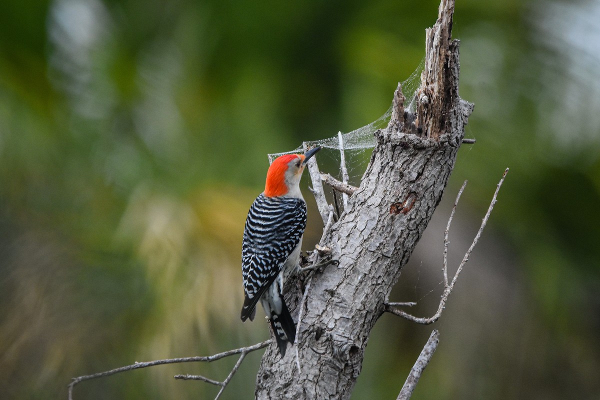 Red-bellied Woodpecker - ML301670311