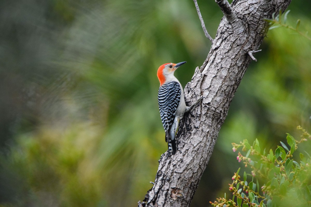 Red-bellied Woodpecker - Austin Bell