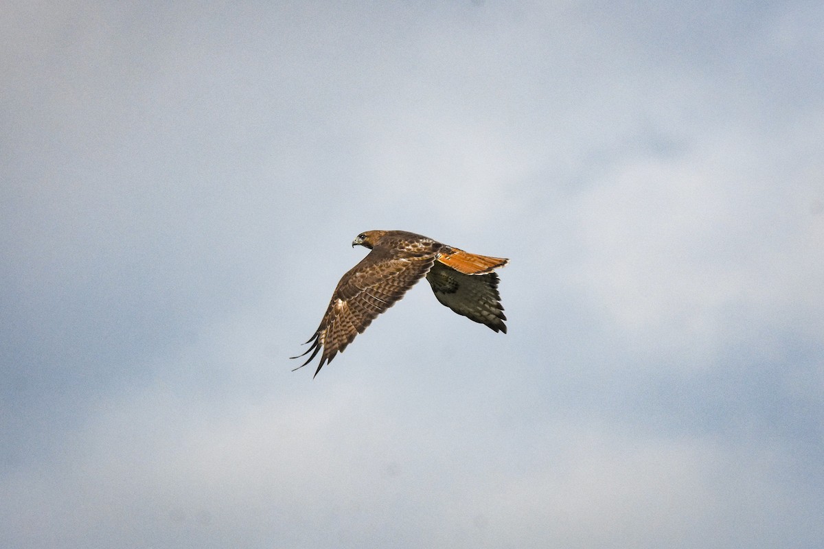 Red-tailed Hawk - ML301674831