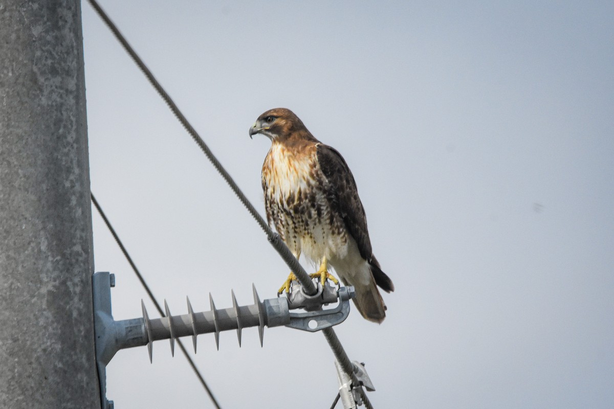 Red-tailed Hawk - ML301674851