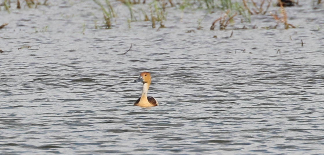 Fulvous Whistling-Duck - ML301676991